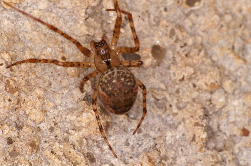 Meta_merianae_D6052_Z_87_Les Gris_Frankrijk.jpg